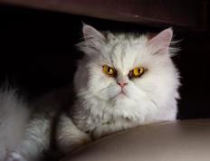 开云体育中国-新疆队争冠战力克活塞，布克节奏掌控决胜巅峰