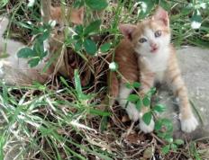 开云官网-字母哥压哨三分弑绿军！雄鹿绝境逆转夺赛点