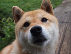 开云平台-篮球世界的双面镜，当团队韧性掀翻天赋，个人稳定如何定义伟大？