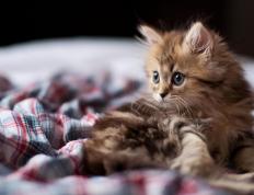 开云体育官方网站-东决提前开香槟之夜，文班亚马三节打卡，让比赛变个人集锦秀