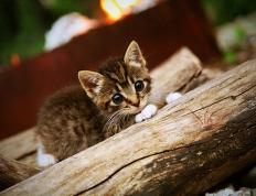 开云体育-辽宁队硬仗取胜公牛，莫兰特攻防两端统治