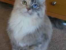 开云体育官网-英超争冠焦点战与鹈鹕的得分压制，体育赛场上的决胜艺术