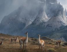 开云平台-篮球诗人锡安，用防守的利刃，在总决赛的烽火中谱写诗篇