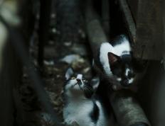 开云APP-跨越山海的对决，虚构之战中山西队如何爆冷凯尔特人