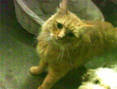 开云平台-剑与矛，从金字塔到禁区的跨越世纪征服