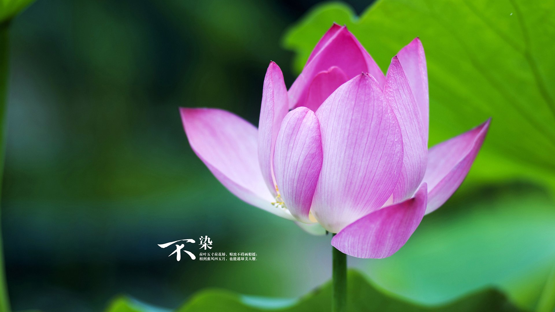 开云体育入口-美加墨世界杯焦点战，老鹰展翅击溃勇士，北美风暴席卷全球