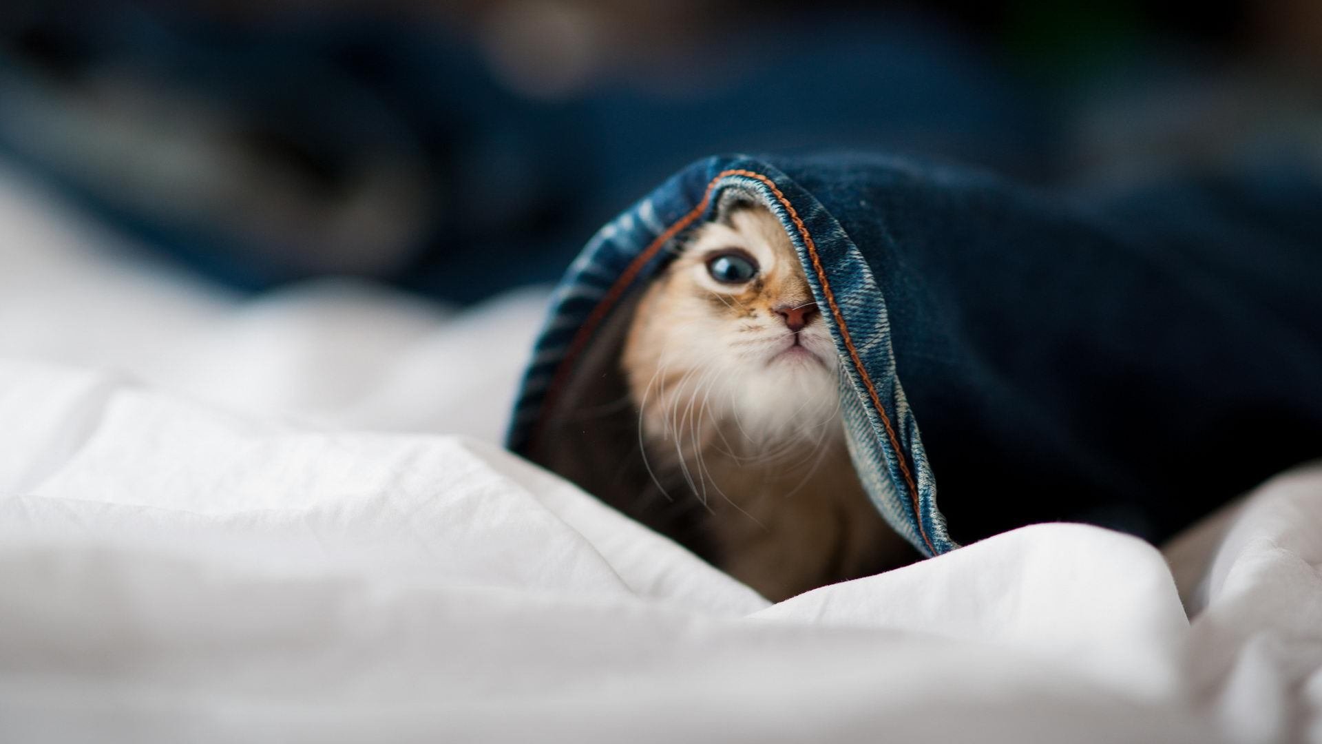 开云体育APP下载-逆袭之夜！苏亚雷斯破茧成蝶助多特蒙德上演惊天逆转