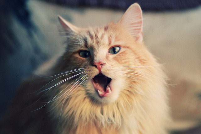 开云官网-奥运前哨战，凯尔特人横扫篮网背后的战略与博弈