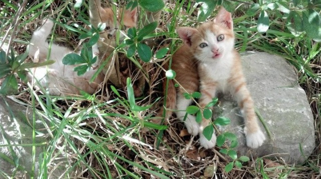 开云下载-绿茵乐章，穆勒的赋格与乌克兰指挥家
