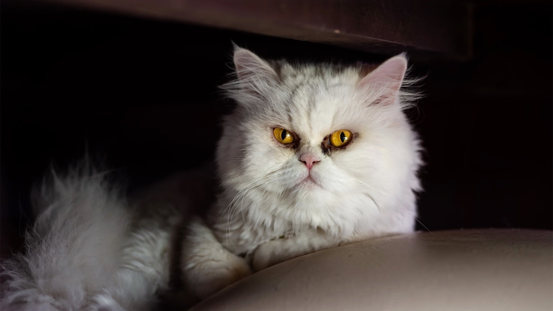 开云体育中国-新疆队争冠战力克活塞，布克节奏掌控决胜巅峰