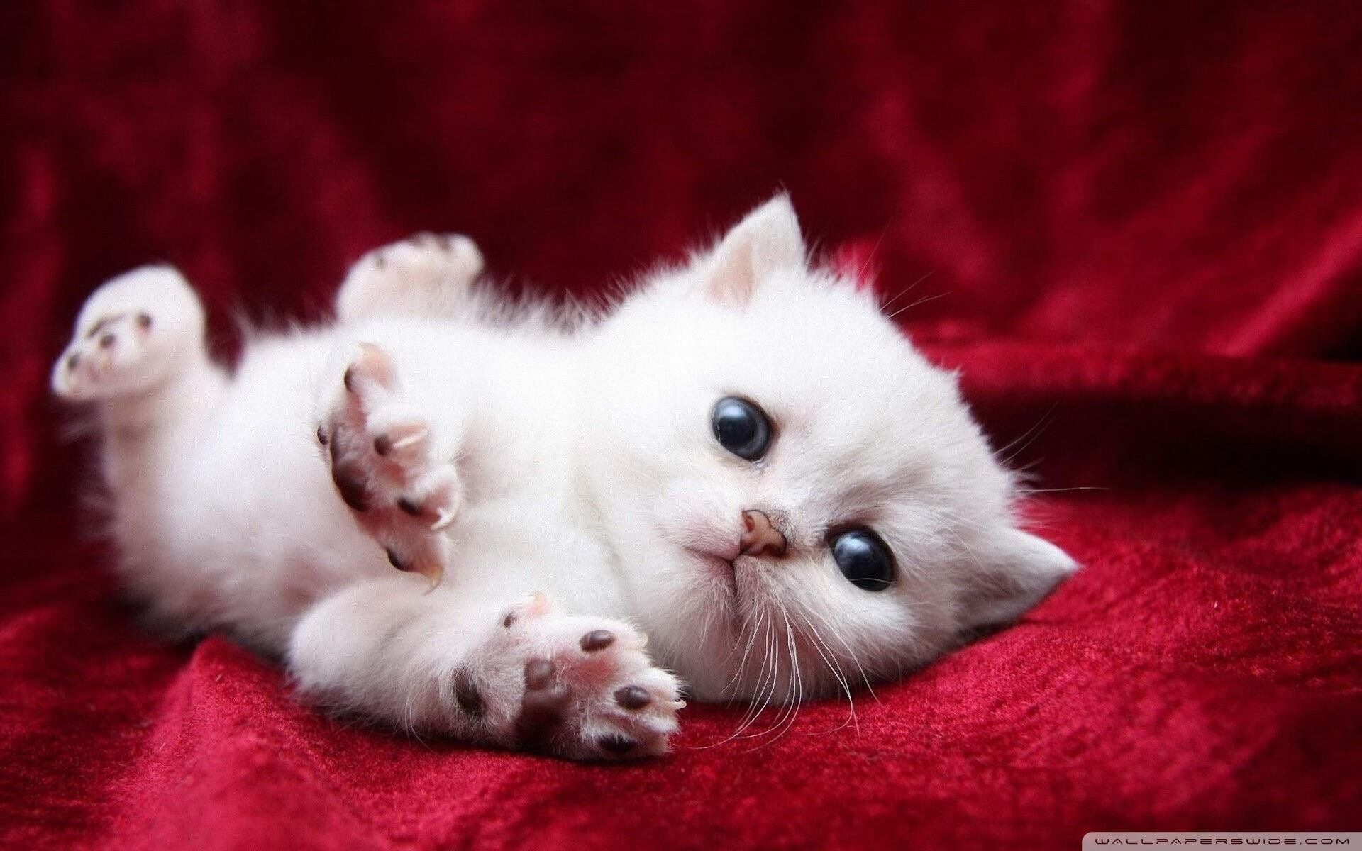 开云APP-西决生死战焦点战,几内亚足球奇迹压制尤文图斯