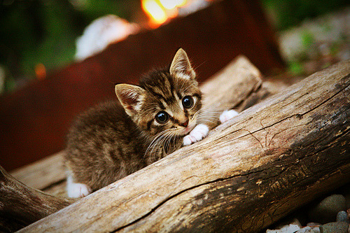 开云官网-阿尔瓦雷斯关键先生闪耀,那不勒斯强势压制伊朗获胜利