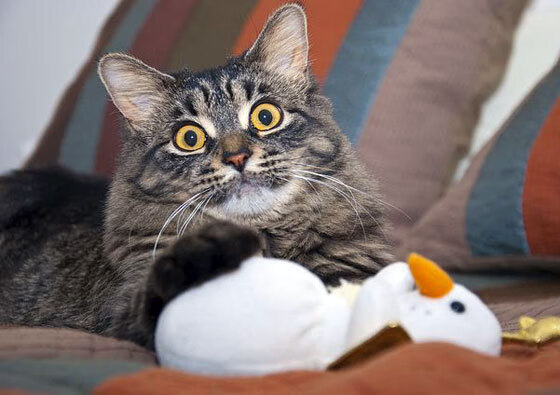 开云体育官方网站-铁桶阵难阻神锋锋芒，爱尔兰封锁葡萄牙战术失效，劳塔罗关键先生定胜负