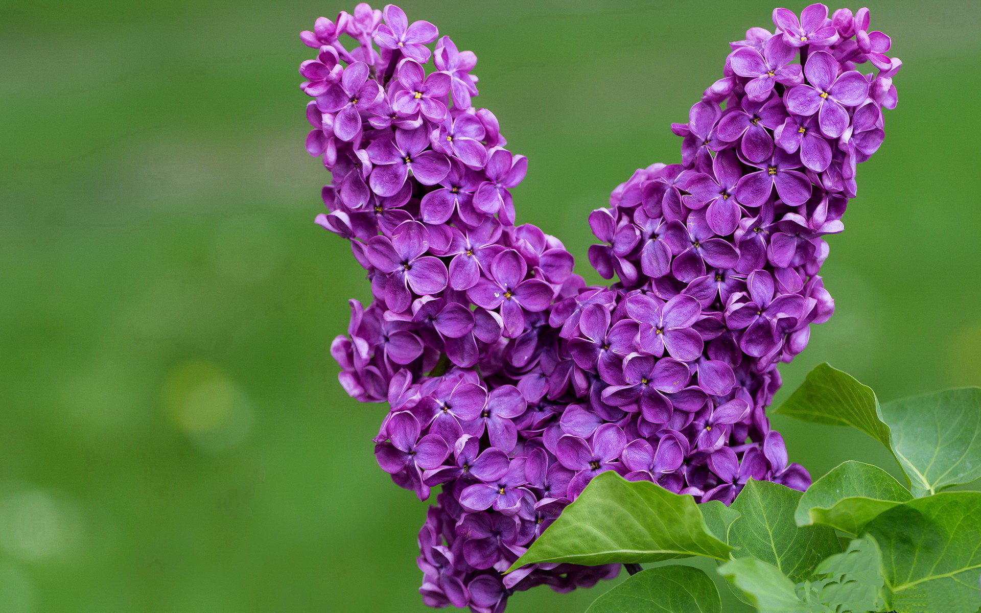 开云下载-哈弗茨，欧冠决赛夜的高能催化剂