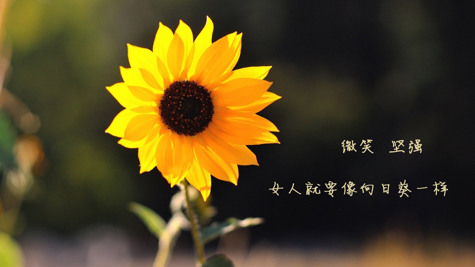 开云APP-跨越山海,当新疆绝杀深圳,英格拉姆在抢七夜加冕