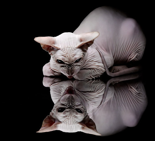 开云体育入口-双线争锋，意甲焦点战激战正酣，独行侠单节爆发轻取魔术