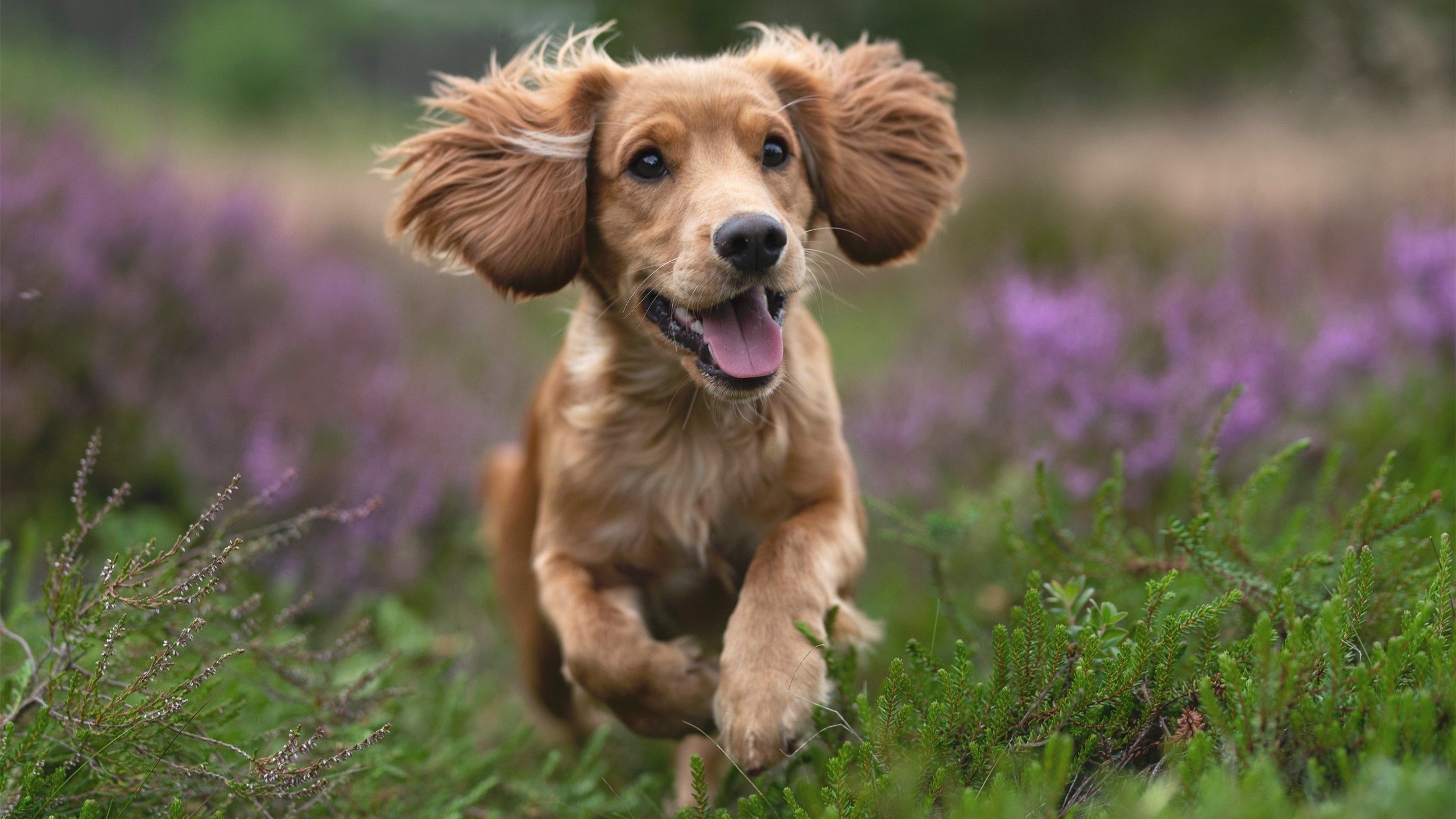 开云体育在线-豪门盛宴与三分雨，当欧冠决战碰撞篮网狂胜之夜