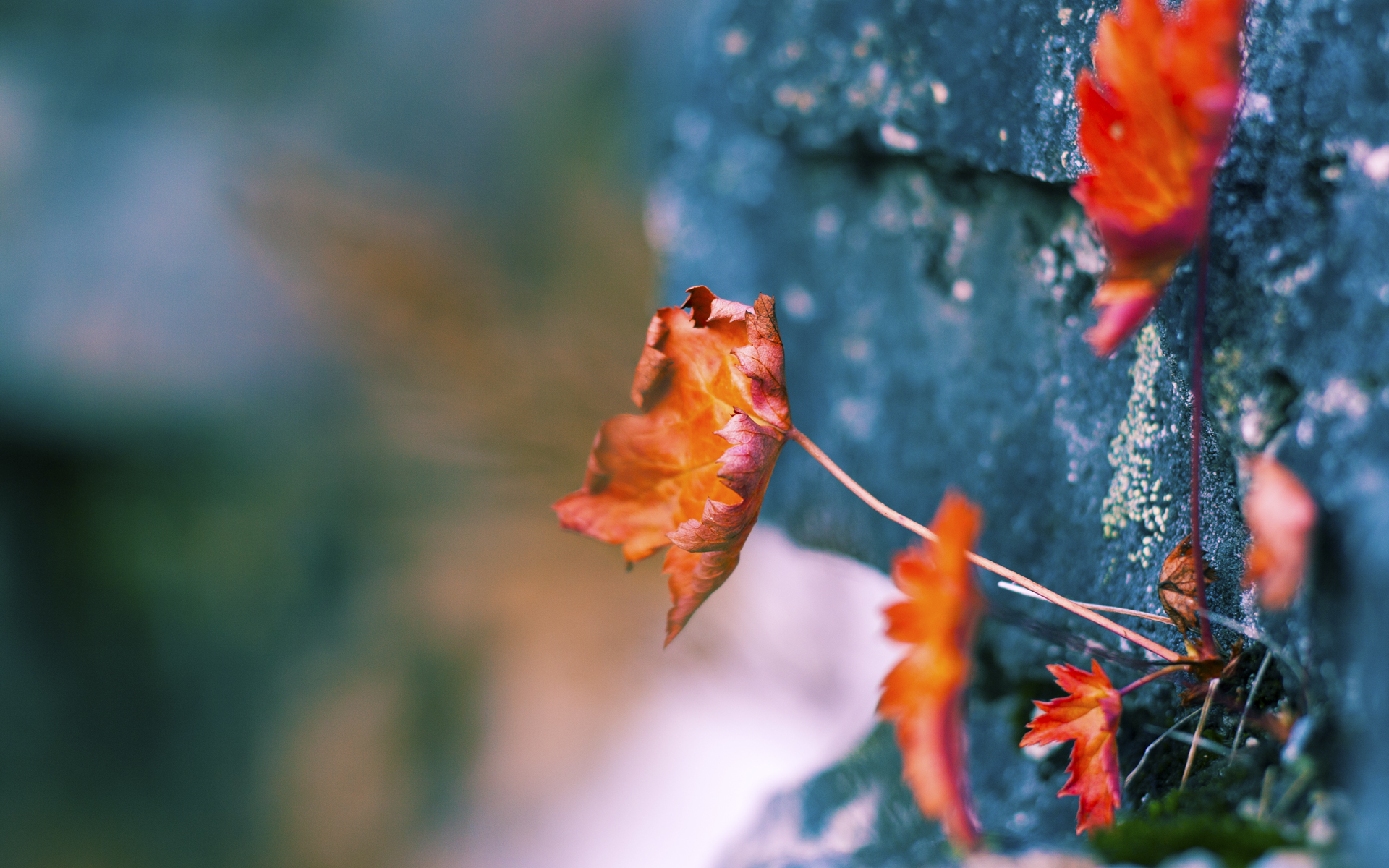 开云APP-疾风与闪电，当布克的利刃划破深圳夜空