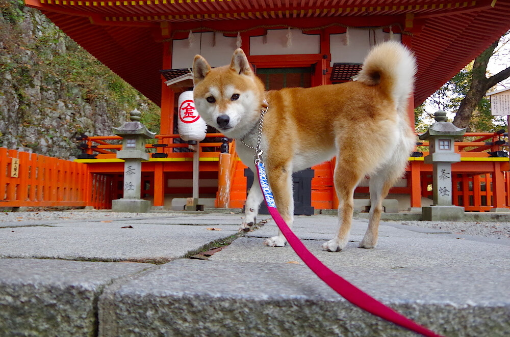 开云体育在线-本泽马压哨绝杀助曼联逆转德国霸主，关键先生闪耀欧冠之夜