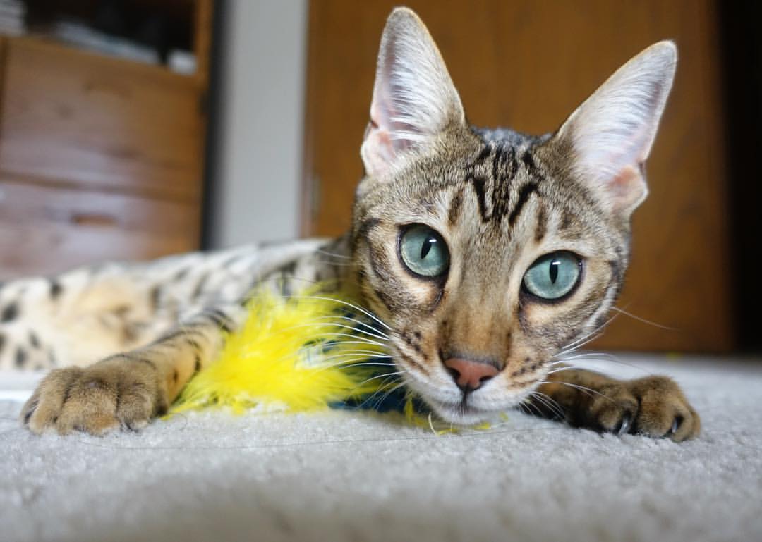 开云体育官方网站-旧梦新章,当勇士的铁血强行终结灰熊,哈利伯顿已成关键先生