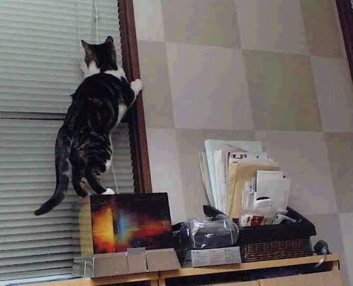 开云体育官方网站-篮网收割辽宁队,武切维奇在美加墨世界杯接管比赛—篮球全球化浪潮中的双星闪耀