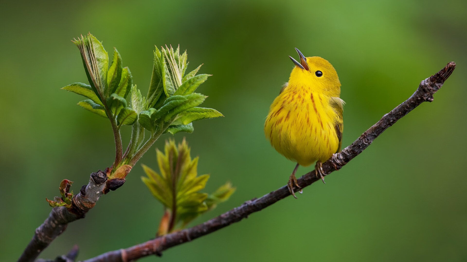 开云平台-赛道超车，当字母哥在F1揭幕战踩下夺冠油门