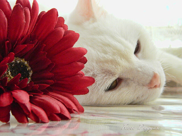 开云体育平台APP-杰伦·格林成攻防转换核心，爵士末节狂潮一波流带走活塞