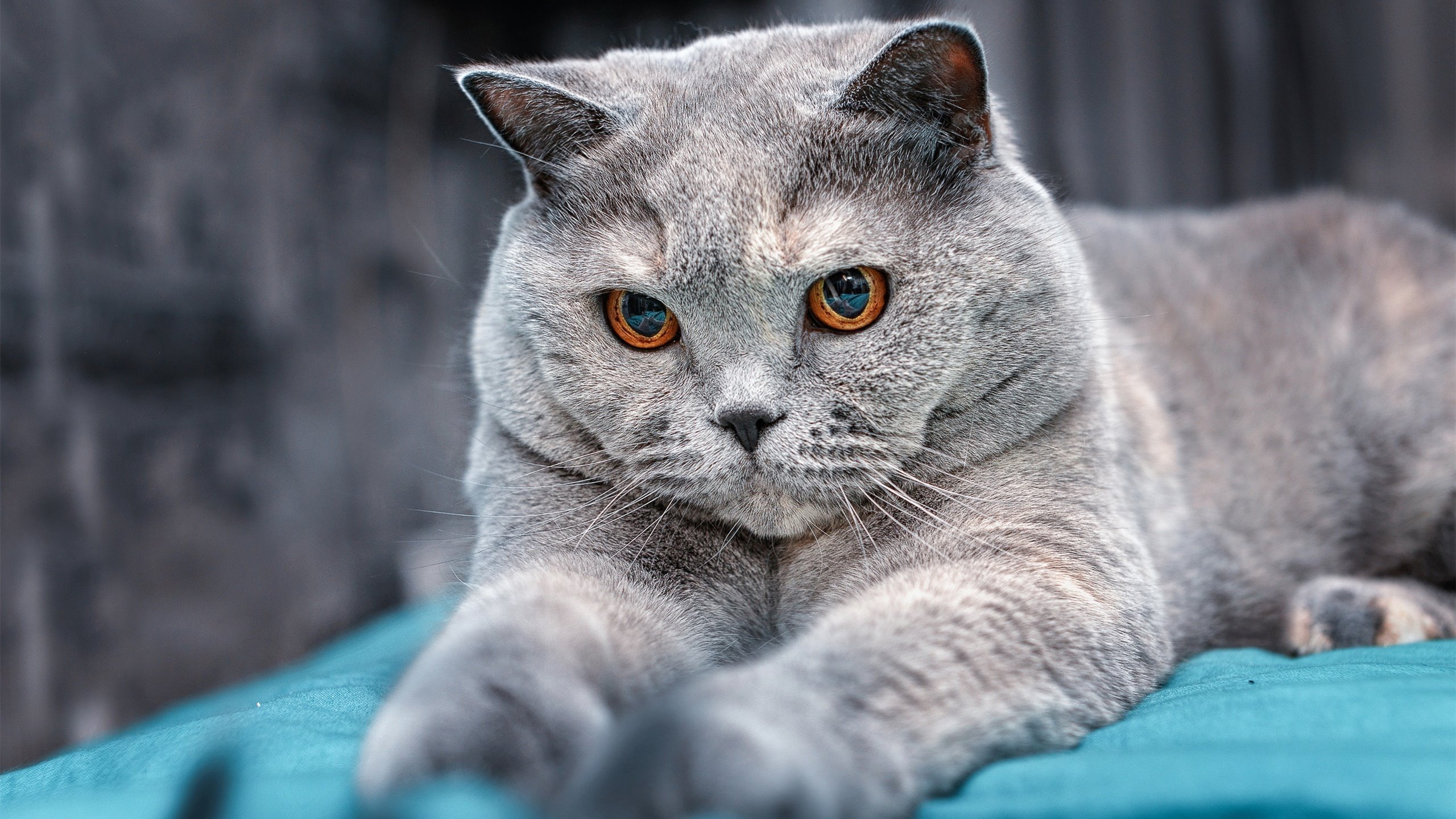 开云体育官网-穿越领域的主宰力，当凯尔特人打穿鹈鹕，保罗在欧冠舞台接管比赛