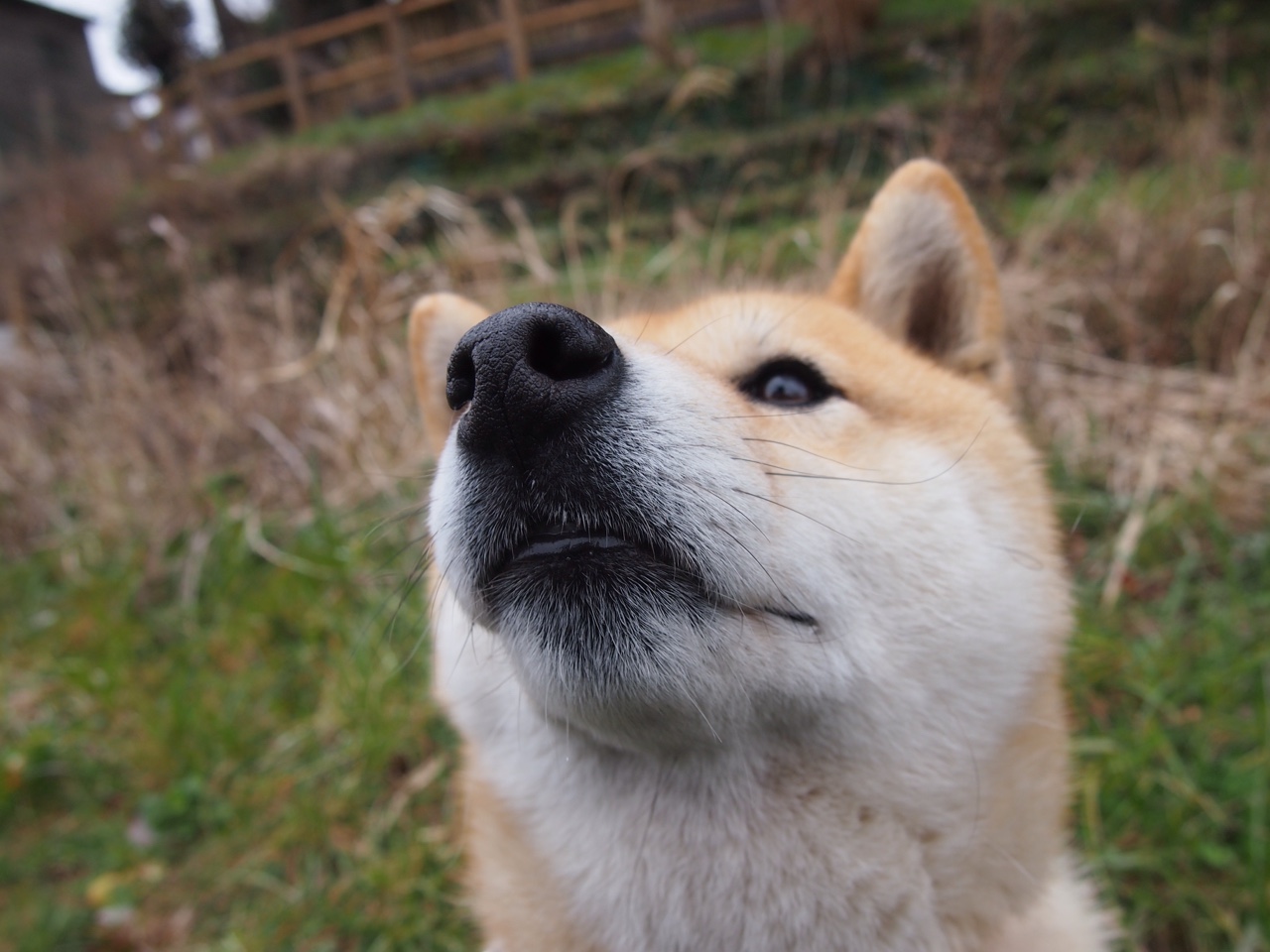 开云下载-特兰加雄狮的咆哮，加克波惊艳之夜，塞内加尔如何收割比利时黄金一代