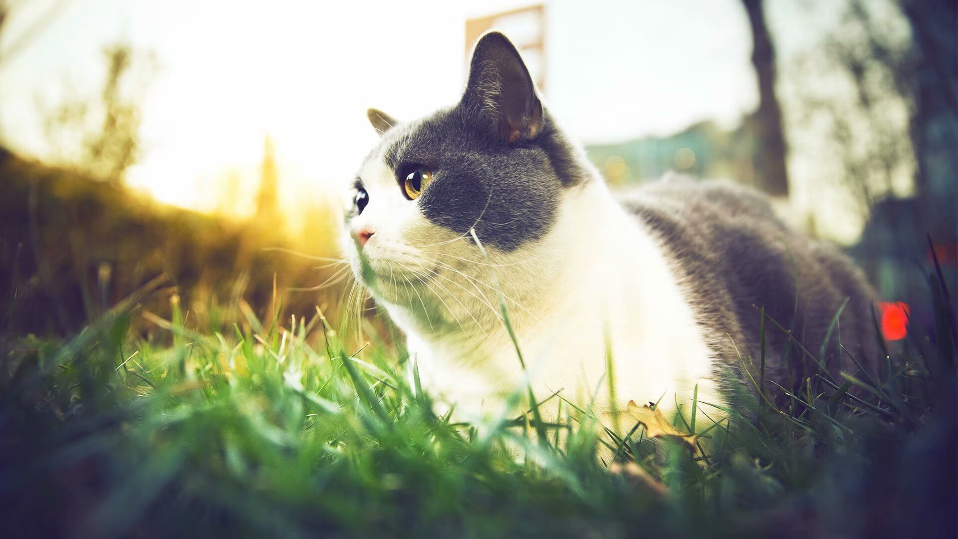 开云平台-冰岛风暴席卷欧冠舞台，淘汰赛焦点战中的安哥拉收割